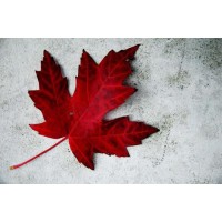 Red Maples Virtual Solutions Inc. - Recruitment Agency Profile