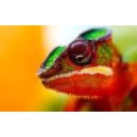 Chameleon Recruitment - Recruitment Agency Profile