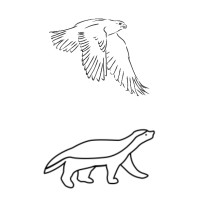 Hawk & Badger - Recruitment Agency Profile